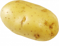 HD Potato Vector Clipart - Potato Png Transparent PNG Image ...