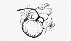 Drawn Pumpkin Thanksgiving Pumpkin - Pumpkin Plant Clipart ...