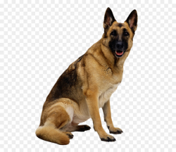 German Shepherd Old German Shepherd Dog png download - 578*766 ...