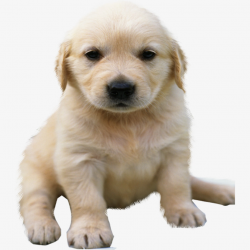 Golden Retriever Puppy, Puppy Clipart, Golden, Puppies PNG ...