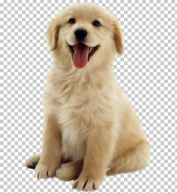 Golden Retriever Puppy Pet PNG, Clipart, Ancient Dog Breeds, Animal ...