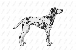 Collection of free Dalmatian clipart realistic dog. Download on UI Ex