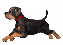 Real Dog Clipart | Free download best Real Dog Clipart on ClipArtMag.com