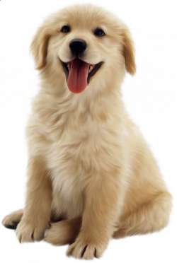 dog image no background - Google Search