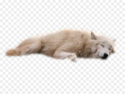 Dog, Puppy, Fox, transparent png image & clipart free download