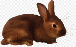 Rabbit, transparent png image & clipart free download