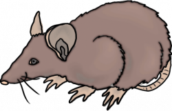 Rat clip art free clipart images 2 2 - Cliparting.com