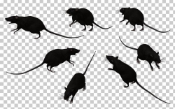 Black Rat Bonthain Rat Laboratory Rat Mouse PNG, Clipart ...