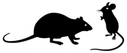 24+ Rat Clip Art | ClipartLook