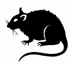 Best Rat Clipart #17563 - Clipartion.com