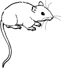 Free Rat Coloring Pages, Download Free Clip Art, Free Clip ...