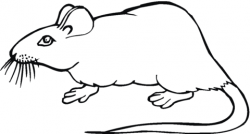 Rat 19 coloring page | Free Printable Coloring Pages