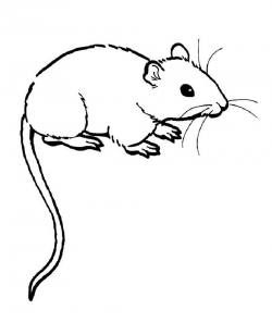 Scary Rat Drawing | Free download best Scary Rat Drawing on ...
