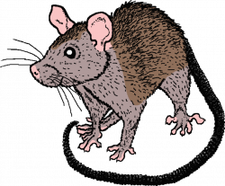 Evil rat clipart 3 – Gclipart.com
