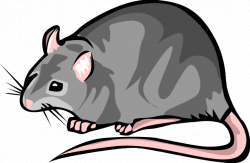 Clipart rat gray, Clipart rat gray Transparent FREE for ...
