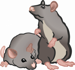 Rat clipart printable, Rat printable Transparent FREE for ...