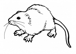 Free Printable Rat Coloring Pages For Kids | Animal coloring ...
