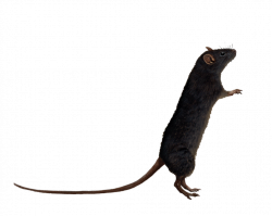 Rat PNG Images Transparent Free Download | PNGMart.com