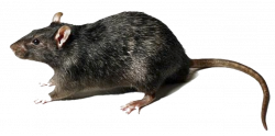 Rat PNG Images Transparent Free Download | PNGMart.com