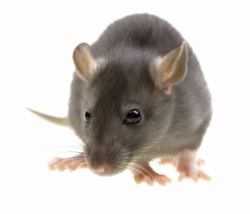 Rat Png Image With Transparent Background Rodent - Clip Art ...