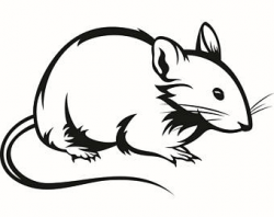 Rat clipart whisker - Clip Art Library