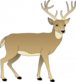 Free Realistic Reindeer Cliparts, Download Free Clip Art, Free Clip ...