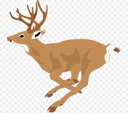 Deer, Wildlife, Reindeer, transparent png image & clipart free download