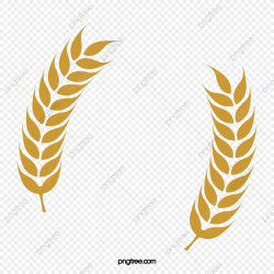 Rice Wheat Rice Paddy, Rice Clipart, Wheat Clipart, Barley ...