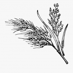 i First Saw These Seaweed-wrapped Rice Packets When - Wild ...