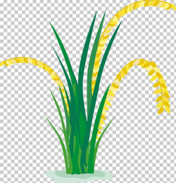Rice Paddy Field Cartoon PNG, Clipart, Animation, Boy ...