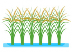 Search Results for Paddy - Clip Art - Pictures - Graphics ...