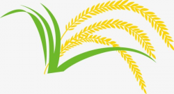 Rice clipart rice crop, Rice rice crop Transparent FREE for ...