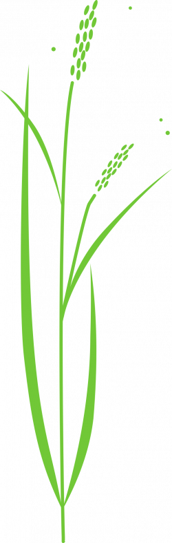 Plants clipart palay, Plants palay Transparent FREE for ...
