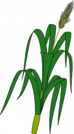 Wheat Plant Food Clip Art at Clker.com - vector clip art ...