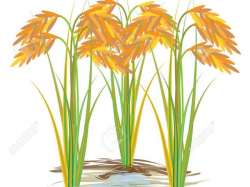 Free Rice Clipart, Download Free Clip Art on Owips.com