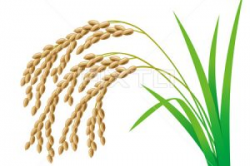 Single paddy plant clipart 1 » Clipart Station