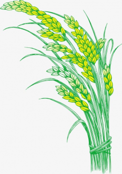 Paddy Rice Rice Hedao Rice, Rice Clipart, Paddy, Rice PNG ...
