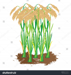 Rice plant clipart 9 » Clipart Station