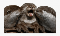 Cuddling Otters - River Otters Cute #1906170 - Free Cliparts ...