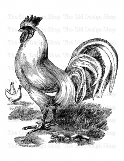 Rooster Chicken Vintage Clip Art Illustration White Dorking ...