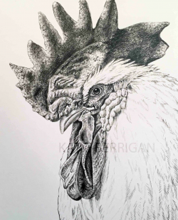 Rooster graphite pencil drawing/ bird drawing www ...