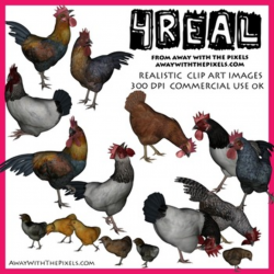 4 Real! Realistic Chicken, Rooster and Chick Images