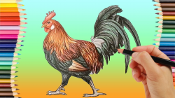 How to Draw a Realistic Rooster Step by Step Easy How to do Realistic  Pencil Shading