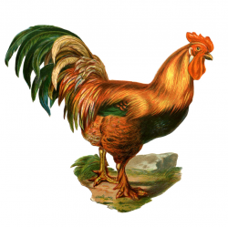 Free Rooster Clip Art, Download Free Clip Art, Free Clip Art ...
