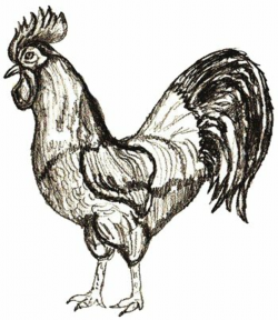 How to Draw a Rooster, step 6 | Rooster painting, Rooster ...