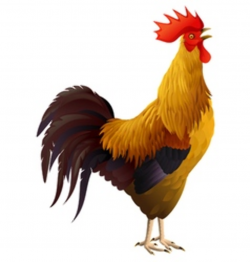 Rooster Realistic Vector Images (over 170)