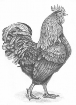 Realistic Chicken Drawing at PaintingValley.com | Explore ...