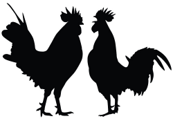 Rooster Vector Graphics Download Bird Vectors