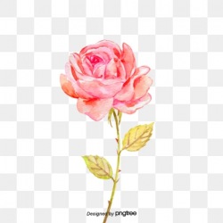 Rose Clipart, Download Free Transparent PNG Format Clipart Images on ...