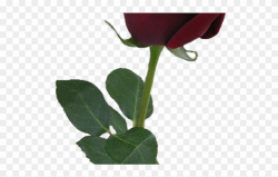 Bud Clipart Simple Rose - Red Rose Png Aesthetic Transparent Png ...